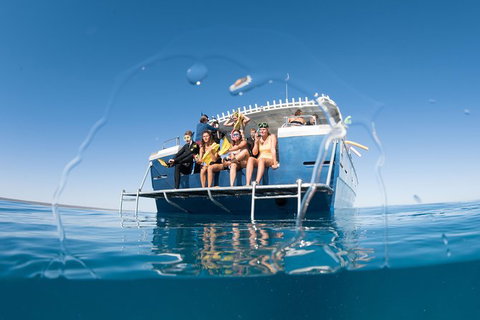 Swim With Whale Sharks - Ningaloo Reef - 3 Islands Whale Shark Dive - Lightning Ridge Tourism 11