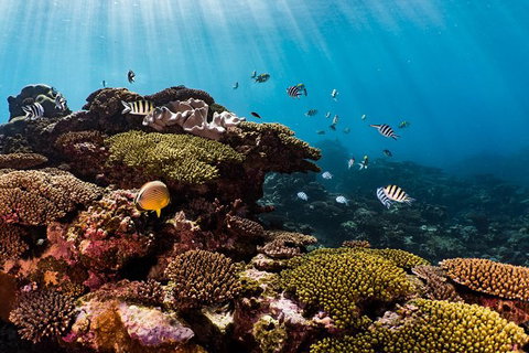 Swim With Whale Sharks - Ningaloo Reef - 3 Islands Whale Shark Dive - Lightning Ridge Tourism 16