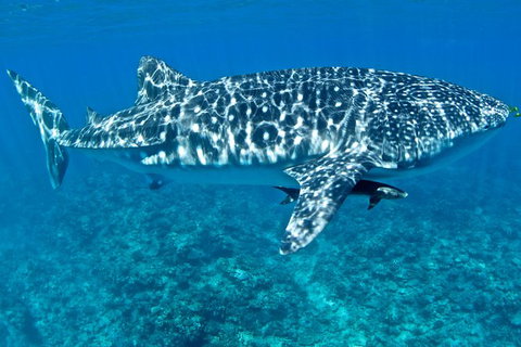 Swim With Whale Sharks - Ningaloo Reef - 3 Islands Whale Shark Dive - Lightning Ridge Tourism 13