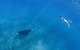 Swim With Whale Sharks - Ningaloo Reef - 3 Islands Whale Shark Dive - thumb 19