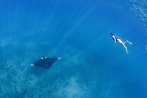 Swim With Whale Sharks - Ningaloo Reef - 3 Islands Whale Shark Dive - Lightning Ridge Tourism 19