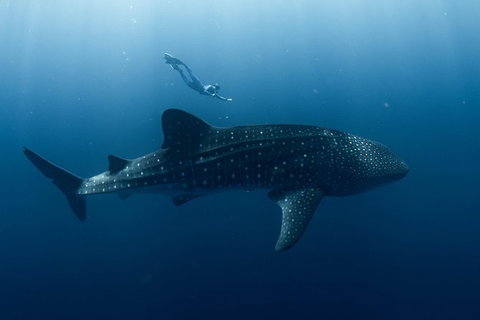 Swim With Whale Sharks - Ningaloo Reef - 3 Islands Whale Shark Dive - Lightning Ridge Tourism 8