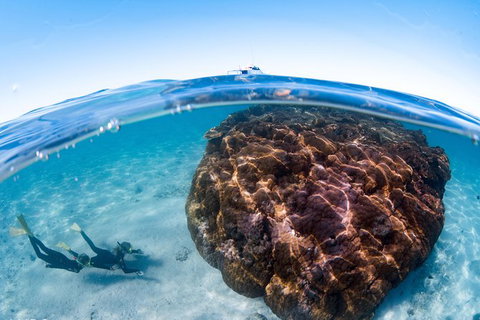 Swim With Whale Sharks - Ningaloo Reef - 3 Islands Whale Shark Dive - Lightning Ridge Tourism 10