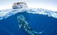 Swim With Whale Sharks - Ningaloo Reef - 3 Islands Whale Shark Dive - thumb 3