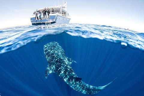 Swim With Whale Sharks - Ningaloo Reef - 3 Islands Whale Shark Dive - Lightning Ridge Tourism 3