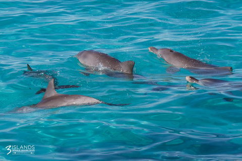 Swim With Whale Sharks - Ningaloo Reef - 3 Islands Whale Shark Dive - Lightning Ridge Tourism 7