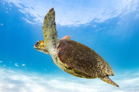 Swim With Whale Sharks - Ningaloo Reef - 3 Islands Whale Shark Dive - Lightning Ridge Tourism 6