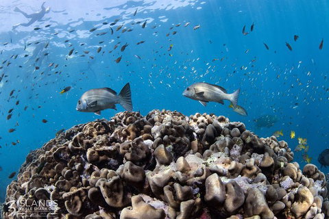 Swim With Whale Sharks - Ningaloo Reef - 3 Islands Whale Shark Dive - Lightning Ridge Tourism 14