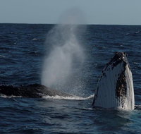 Perth Whale-Watching Cruise from Hillarys Boat Harbour - Lightning Ridge Tourism