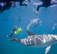 Swim with Wild Dolphins - Lightning Ridge Tourism