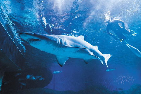 AQWA The Aquarium Of Western Australia: General Admission - Lightning Ridge Tourism 9
