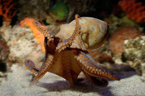 AQWA The Aquarium Of Western Australia: General Admission - Lightning Ridge Tourism 15