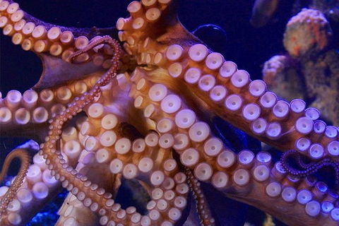 AQWA The Aquarium Of Western Australia: General Admission - Lightning Ridge Tourism 8