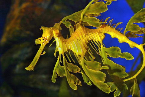 AQWA The Aquarium Of Western Australia: General Admission - Lightning Ridge Tourism 13