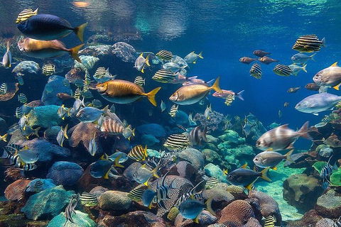 AQWA The Aquarium Of Western Australia: General Admission - Lightning Ridge Tourism 10