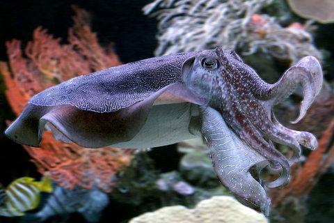 AQWA The Aquarium Of Western Australia: General Admission - Lightning Ridge Tourism 16