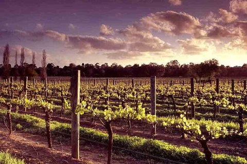 Upper Reach Winery: Swan Valley Winery And Vineyard Tour - Lightning Ridge Tourism 5
