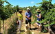 Upper Reach Winery: Swan Valley Winery And Vineyard Tour - thumb 4
