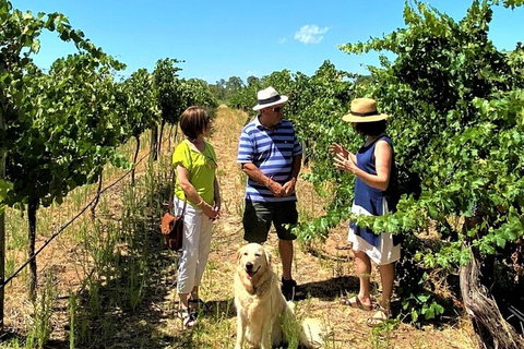 Upper Reach Winery: Swan Valley Winery And Vineyard Tour - Lightning Ridge Tourism 4