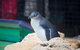 Full-Day Penguin Island & Mandurah Canal Cruise - thumb 0
