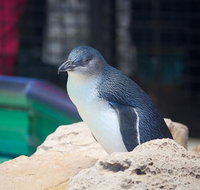 Full-Day Penguin Island  Mandurah Canal Cruise - Lightning Ridge Tourism