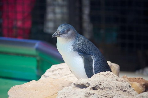 Full-Day Penguin Island & Mandurah Canal Cruise - Lightning Ridge Tourism 2