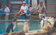 Full-Day Penguin Island & Mandurah Canal Cruise - thumb 7