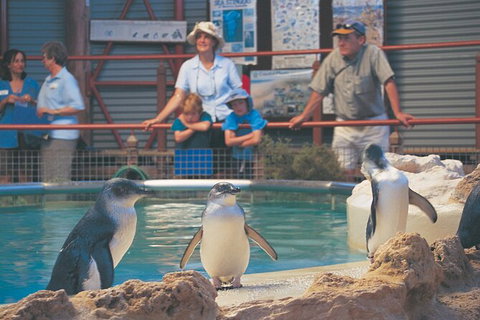 Full-Day Penguin Island & Mandurah Canal Cruise - Lightning Ridge Tourism 7