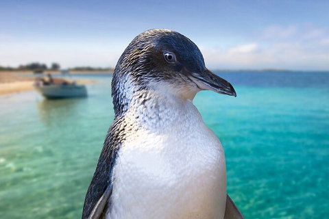 Full-Day Penguin Island & Mandurah Canal Cruise - Lightning Ridge Tourism 3