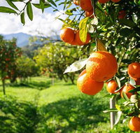 Full-Day Swan Valley Wildlife Park Winery  Fruit Orchard - Lightning Ridge Tourism