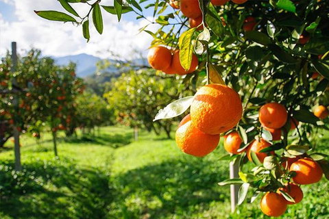Full-Day Swan Valley, Wildlife Park, Winery & Fruit Orchard - Lightning Ridge Tourism 0