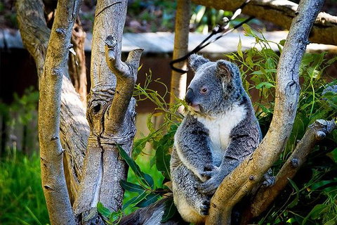 Full-Day Swan Valley, Wildlife Park, Winery & Fruit Orchard - Lightning Ridge Tourism 1