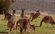 Half-Day Swan Valley & Wildlife Park Tour - thumb 1