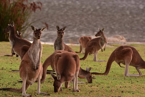 Half-Day Swan Valley & Wildlife Park Tour - Lightning Ridge Tourism 3