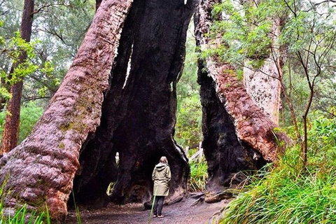Albany Southwest Wilderness Day Tour - Fly From Perth - Lightning Ridge Tourism 7
