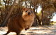 Wave Rock & Rottnest Island - Air & Ground Tour - thumb 6