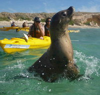 Penguin and Seal Island Kayak Tour - Lightning Ridge Tourism