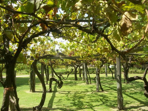 Swan Valley Gourmet Wine Cruise From Perth - Lightning Ridge Tourism 8