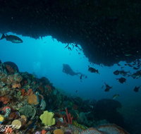 Rottnest Island scuba diving from Fremantle - Lightning Ridge Tourism