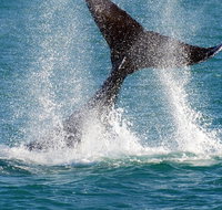 Whale-Watching Cruise and Hillarys Boat Harbour Day Trip from Perth - Lightning Ridge Tourism