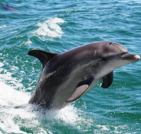 Full-Day Mandurah Dolphins Chocolate  Fremantle Tour - Lightning Ridge Tourism