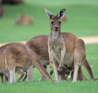Half-Day Yanchep National Park  Crystal Cave - Lightning Ridge Tourism