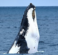 Whale-Watching Tour from Augusta or Perth with Optional Captain's Lounge Upgrade - Lightning Ridge Tourism