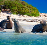 Penguin Island Tour with Dolphin and Sea Lion Cruise - Lightning Ridge Tourism