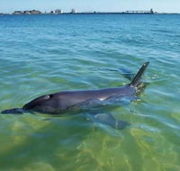 Bunbury Dolphins Discovery Tour - Fly From Perth - Lightning Ridge Tourism