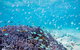 Ningaloo Reef Whale Shark Snorkeling Adventure Apr-July - thumb 6