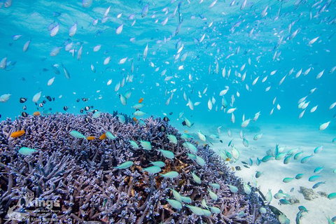 Ningaloo Reef Whale Shark Snorkeling Adventure Apr-July - Lightning Ridge Tourism 6