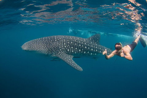 Ningaloo Reef Whale Shark Snorkeling Adventure Apr-July - Lightning Ridge Tourism 2
