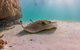 Ningaloo Reef Whale Shark Snorkeling Adventure Apr-July - thumb 12