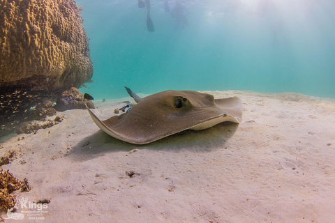 Ningaloo Reef Whale Shark Snorkeling Adventure Apr-July - Lightning Ridge Tourism 12